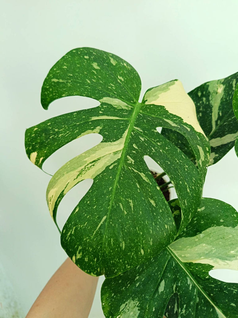 Monstera thai constellation