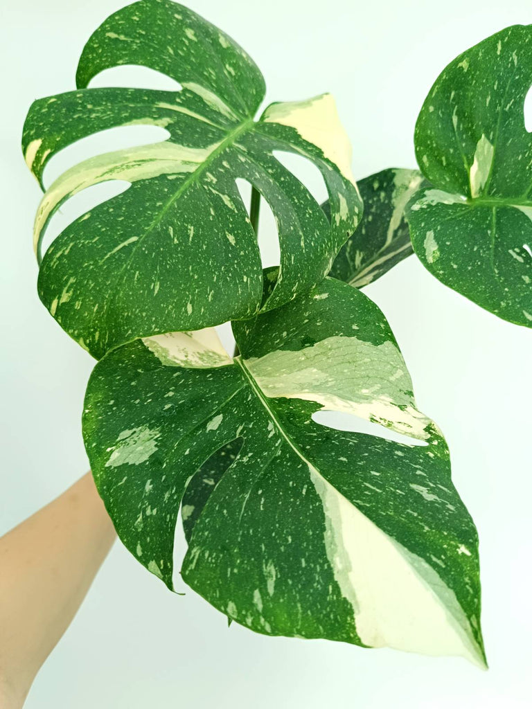 Monstera thai constellation