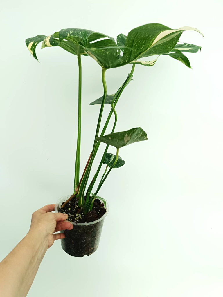 Monstera thai constellation