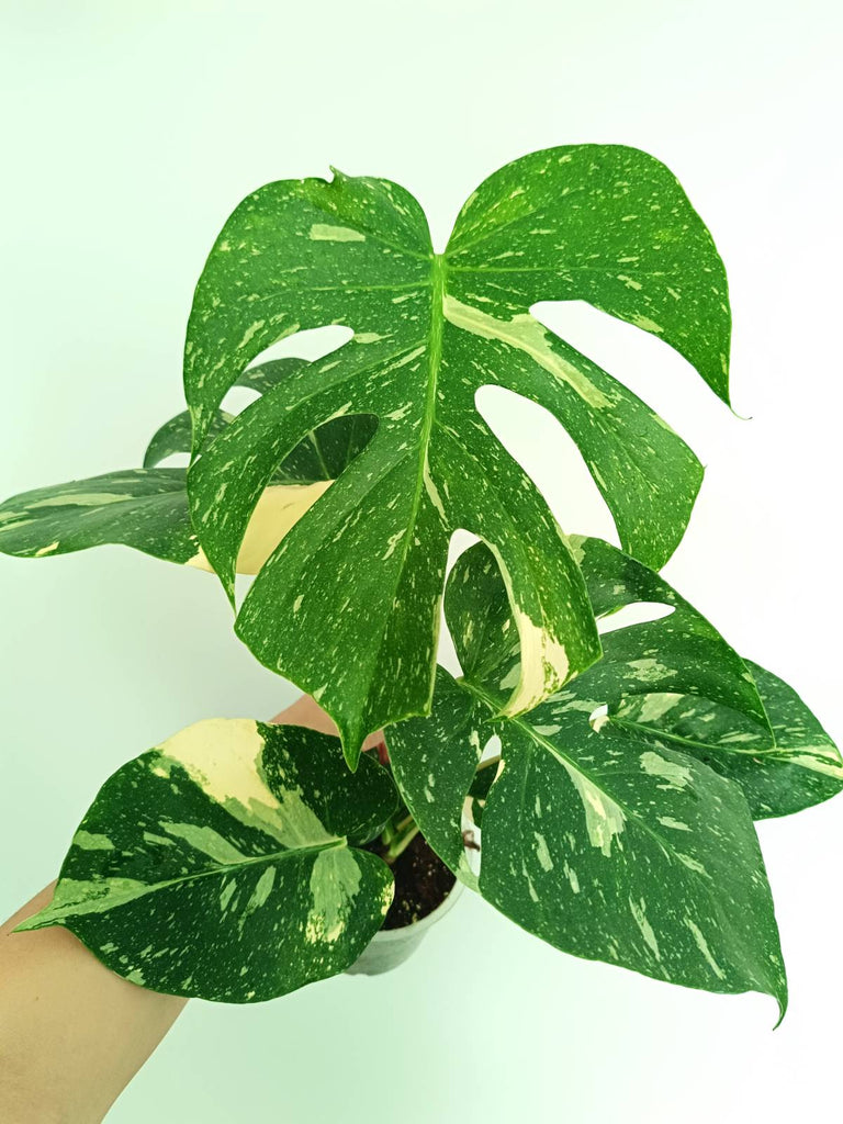 Monstera thai constellation