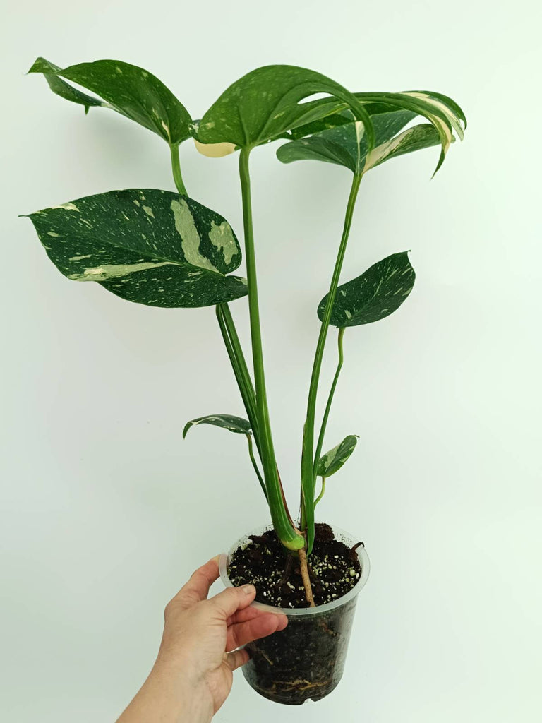 Monstera thai constellation