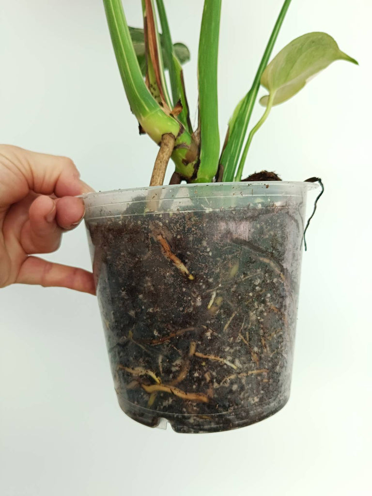 Monstera thai constellation