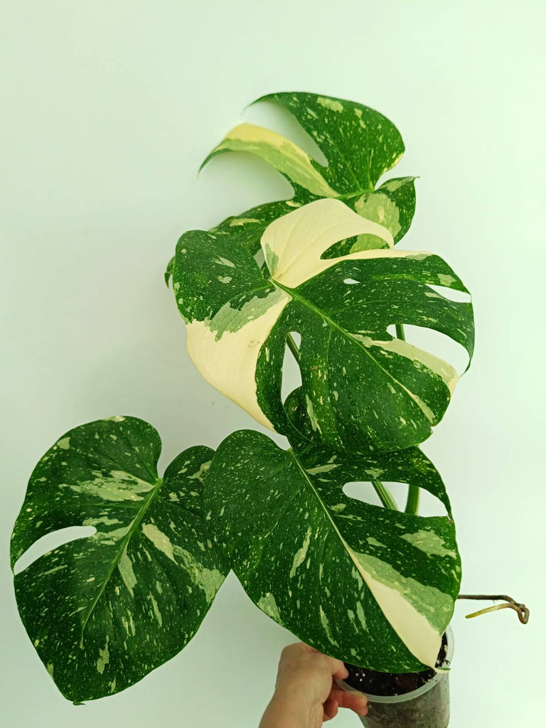 Monstera thai constellation