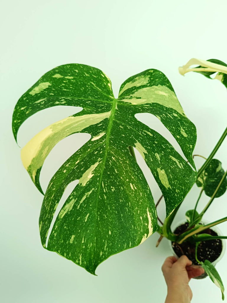 Monstera thai constellation