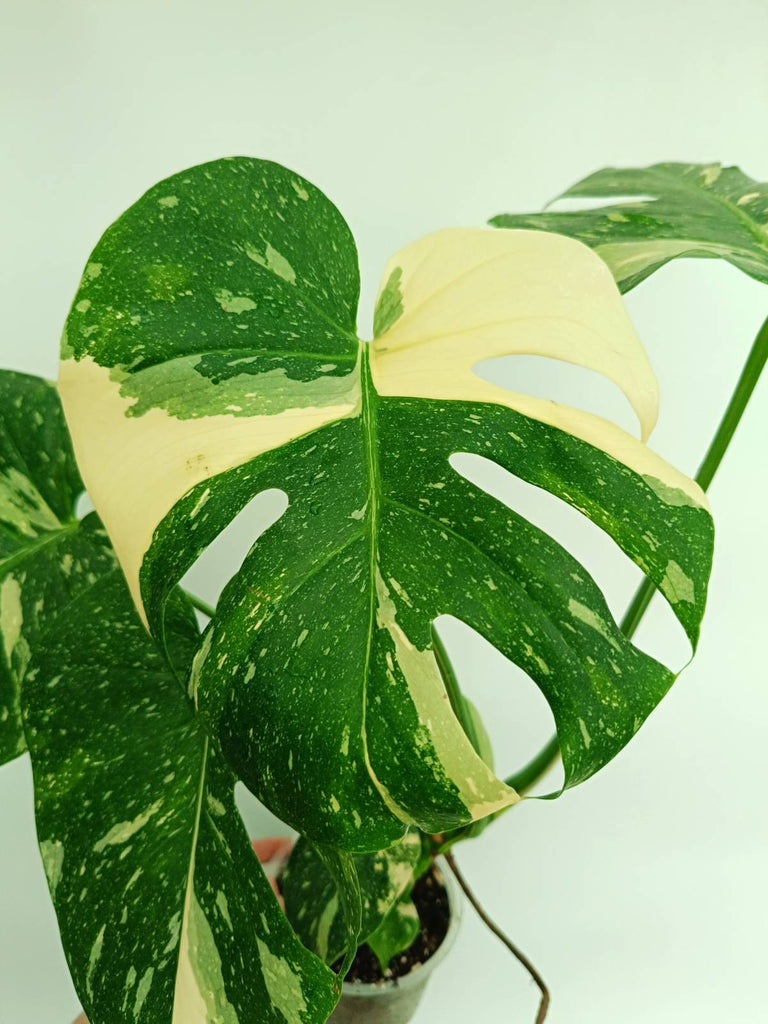 Monstera thai constellation