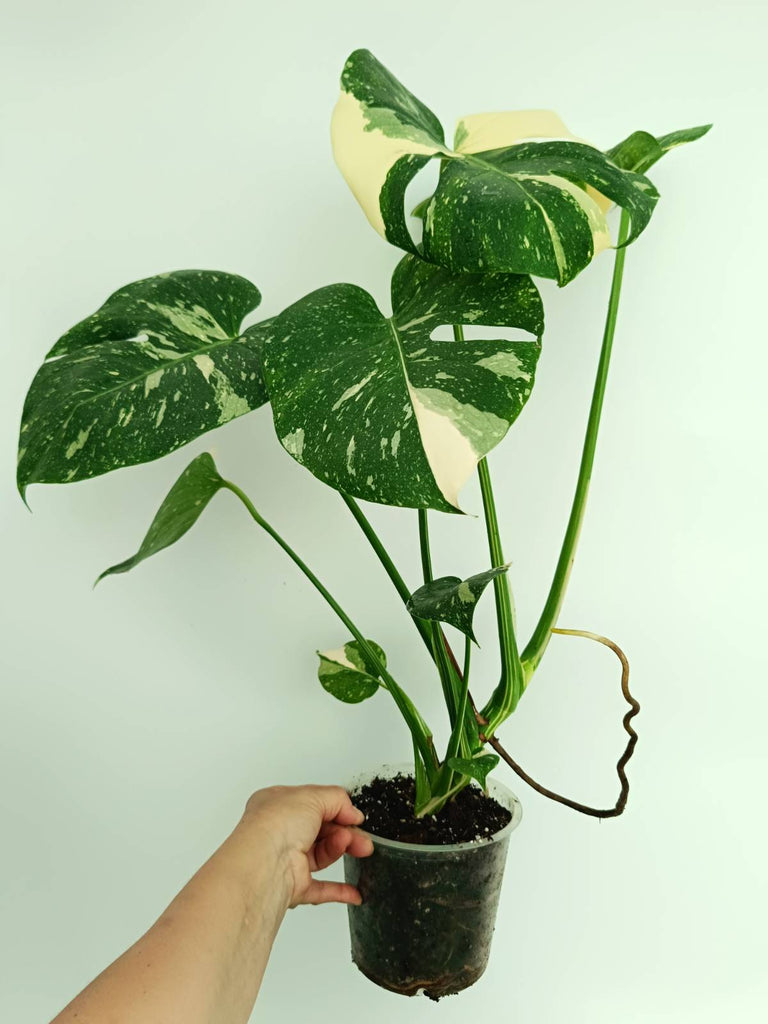 Monstera thai constellation
