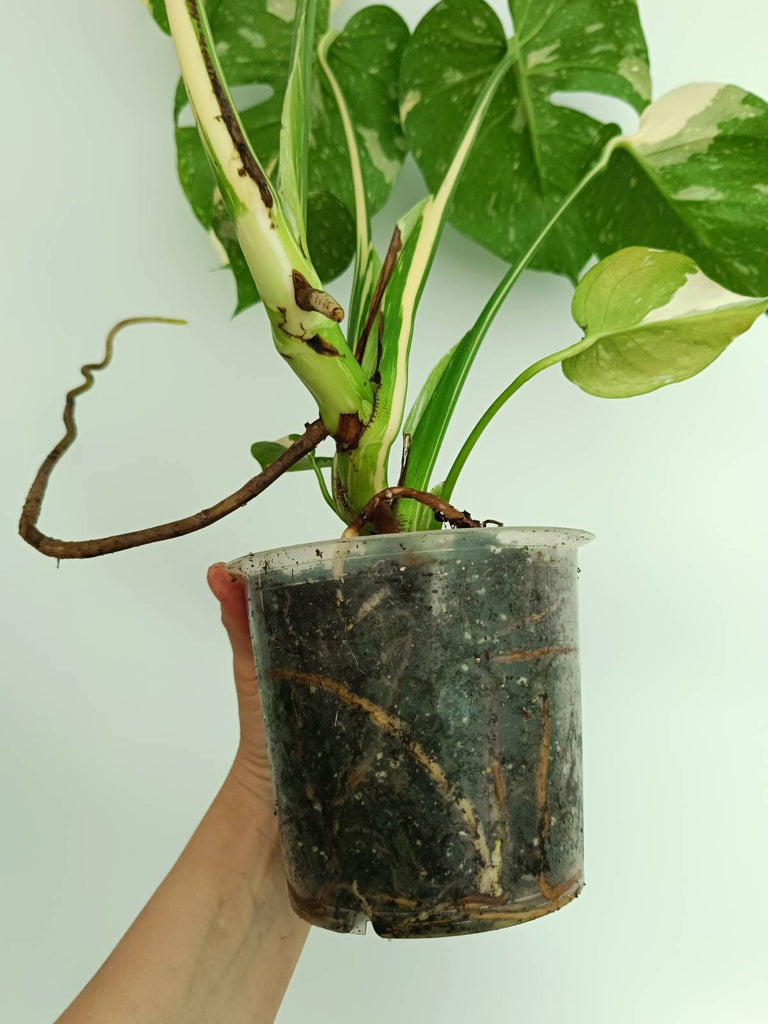 Monstera thai constellation