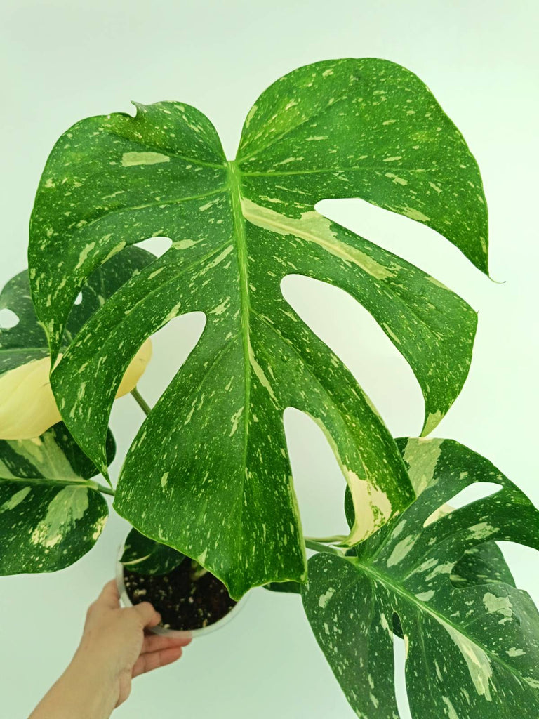 Monstera thai constellation