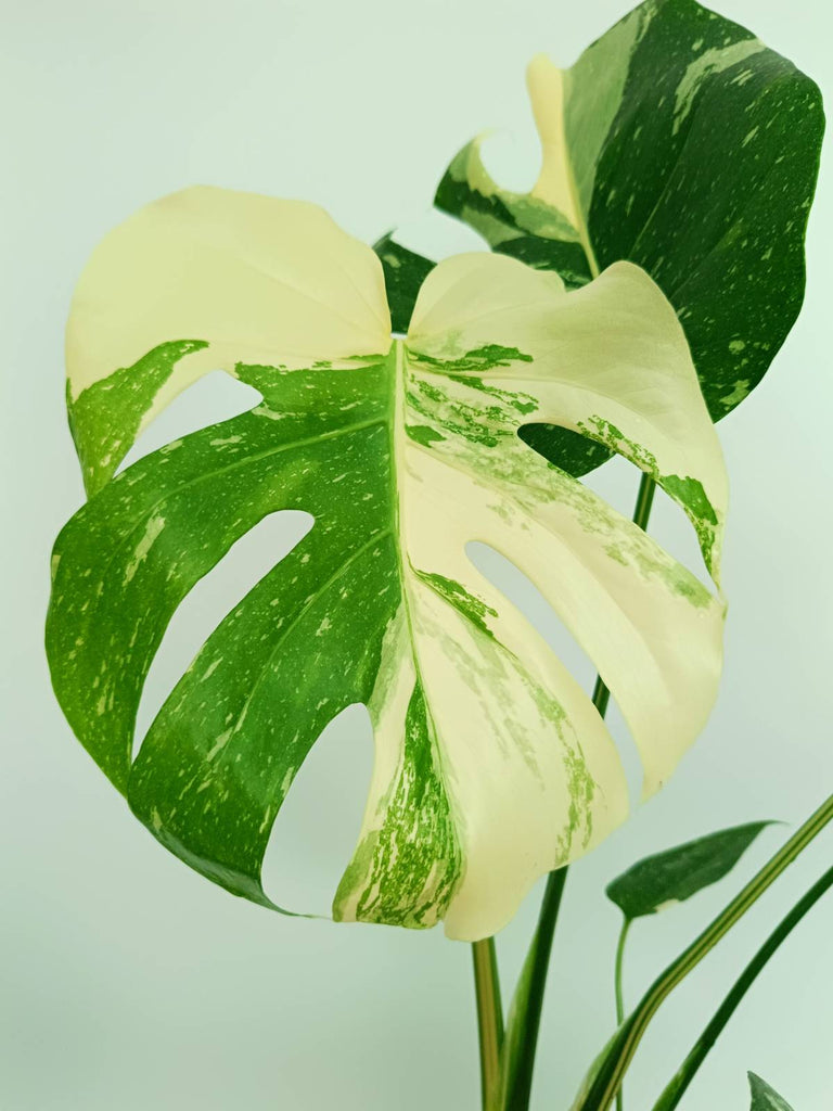 Monstera thai constellation