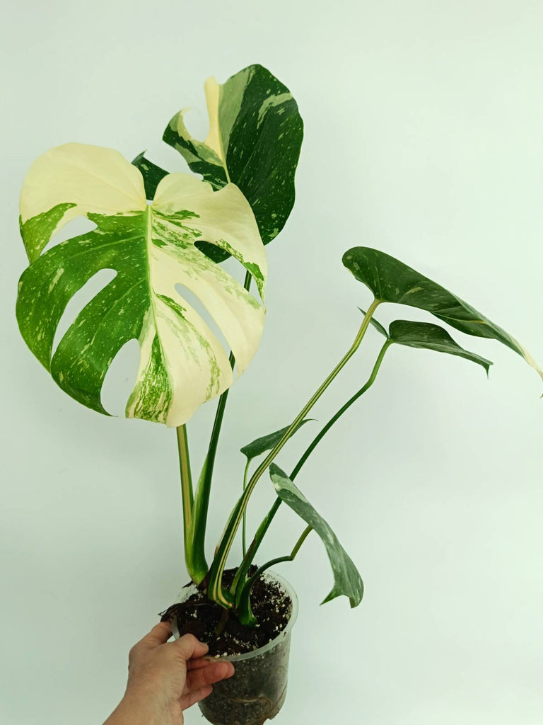 Monstera thai constellation