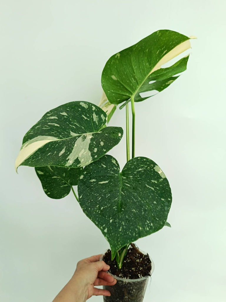 Monstera thai constellation