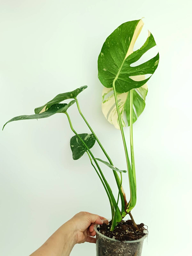 Monstera thai constellation