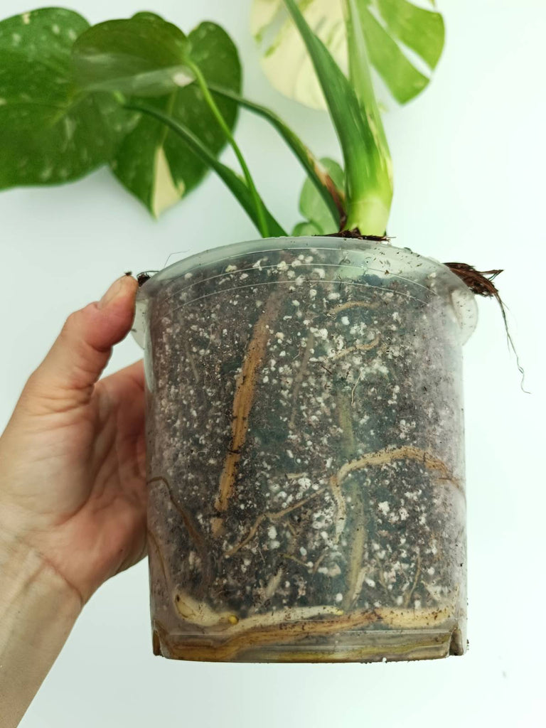 Monstera thai constellation