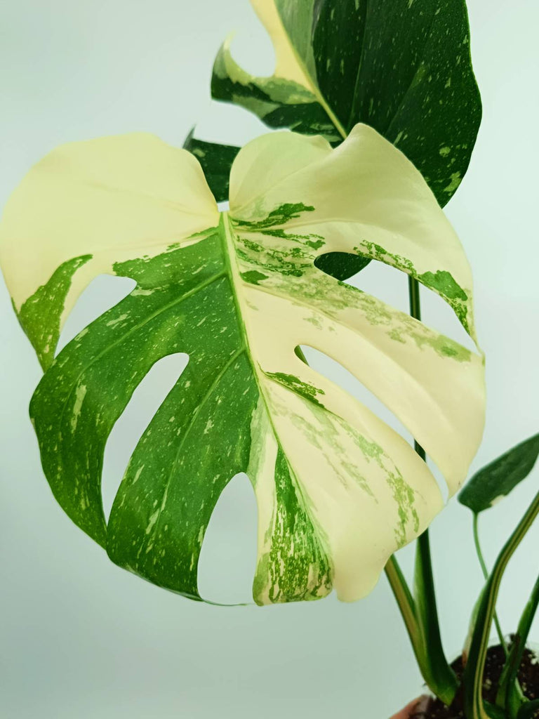 Monstera thai constellation