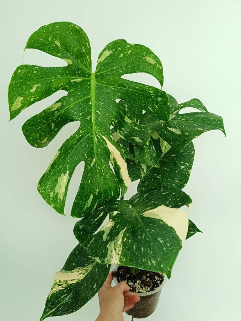 Monstera thai constellation