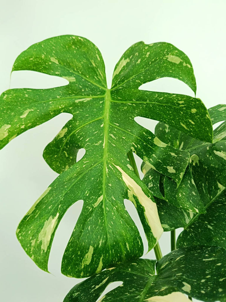 Monstera thai constellation
