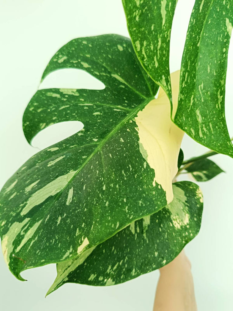 Monstera thai constellation