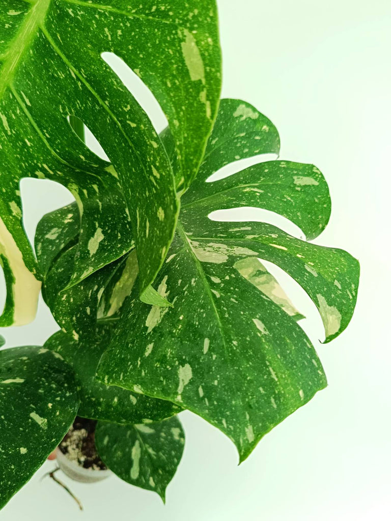 Monstera thai constellation