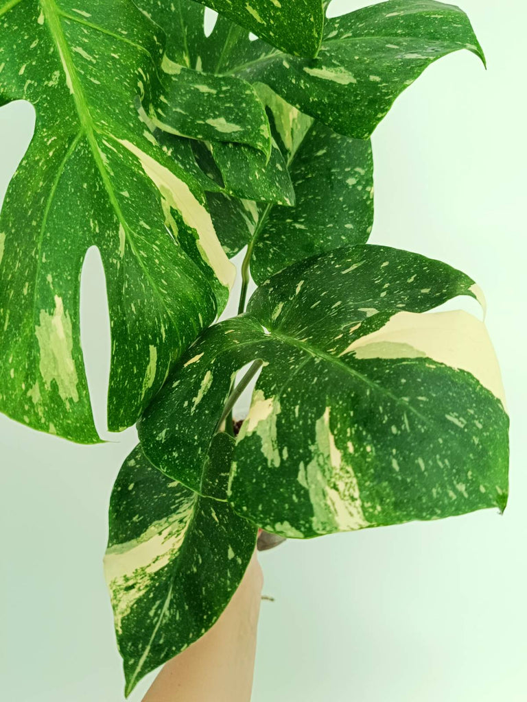 Monstera thai constellation