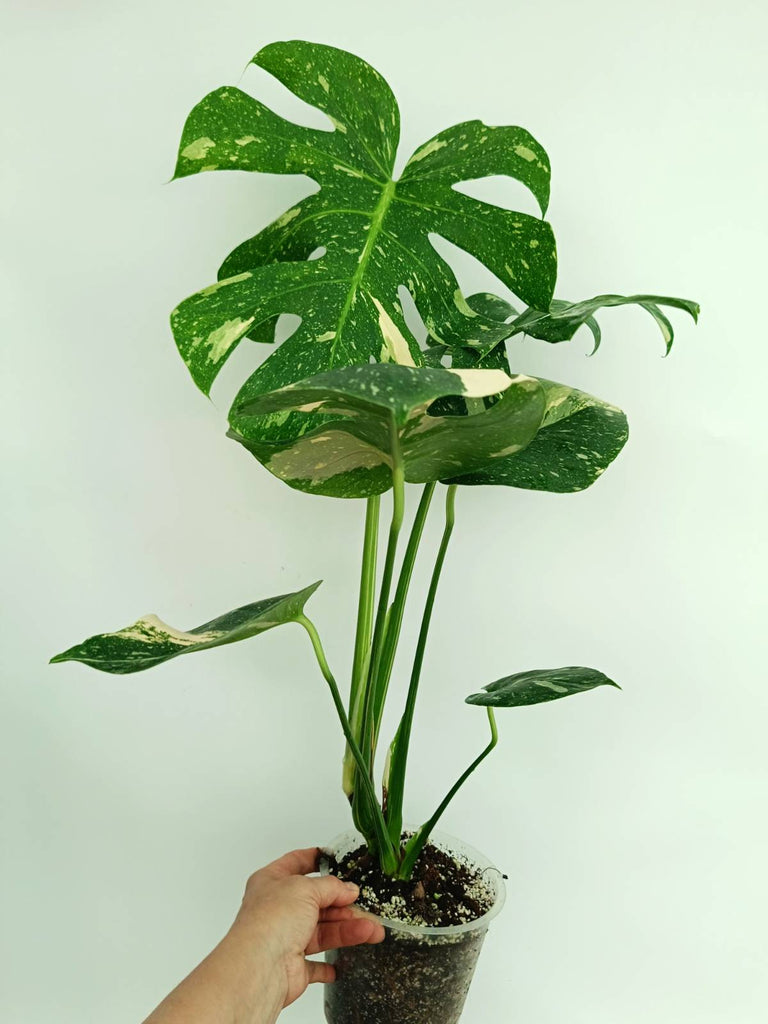 Monstera thai constellation