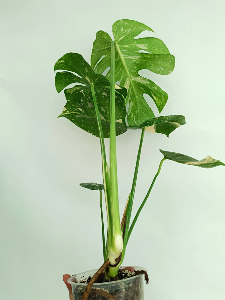 Monstera thai constellation