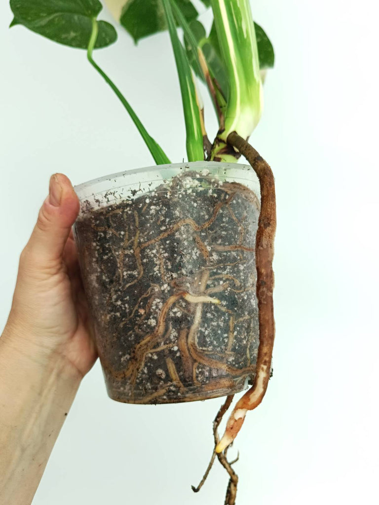 Monstera thai constellation