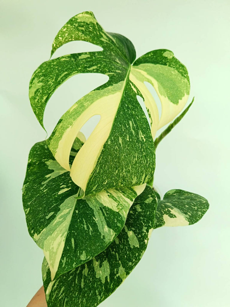 Monstera thai constellation