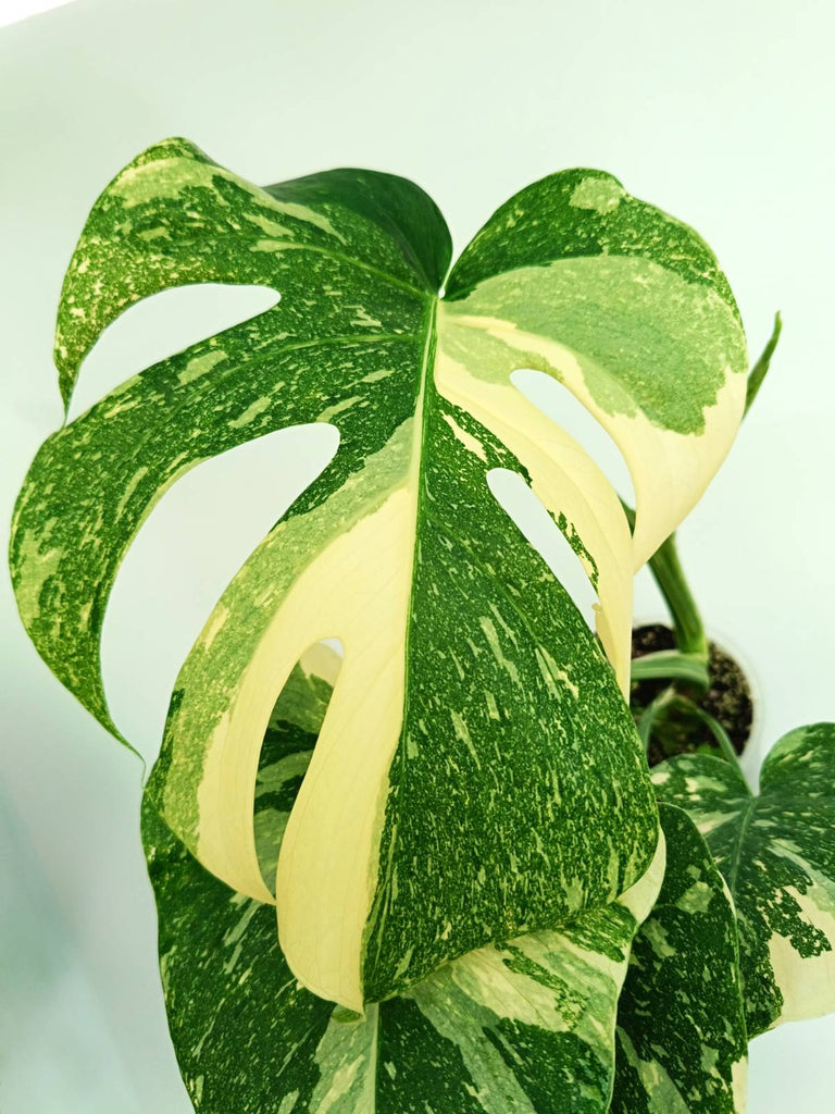 Monstera thai constellation
