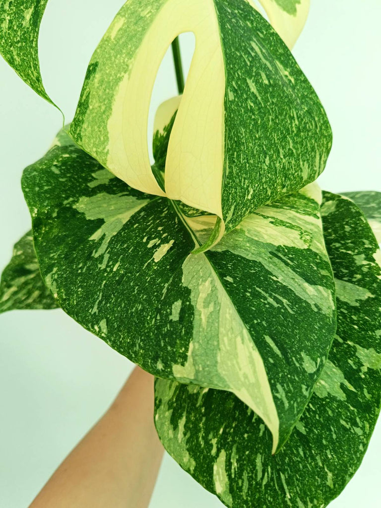 Monstera thai constellation