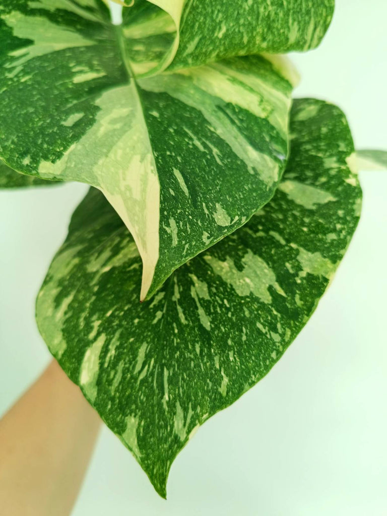 Monstera thai constellation