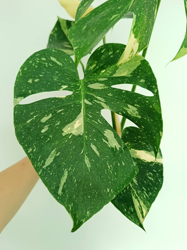 Monstera thai constellation