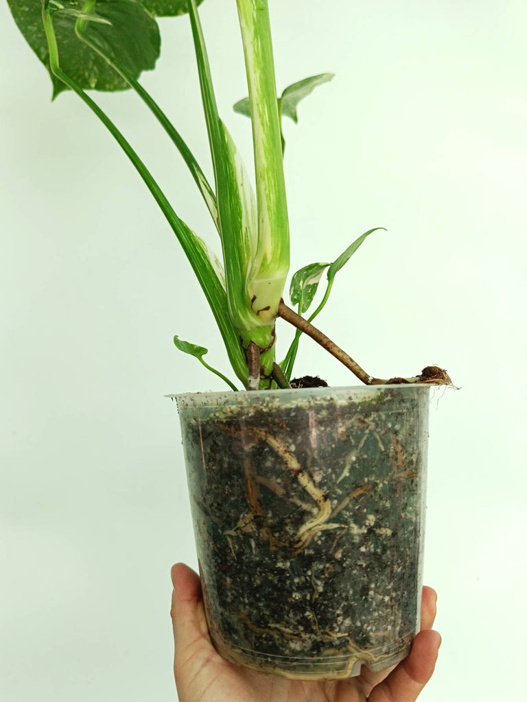Monstera thai constellation