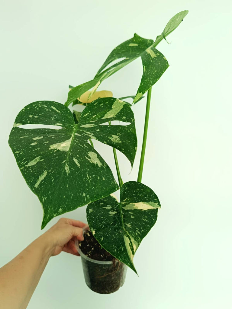 Monstera thai constellation