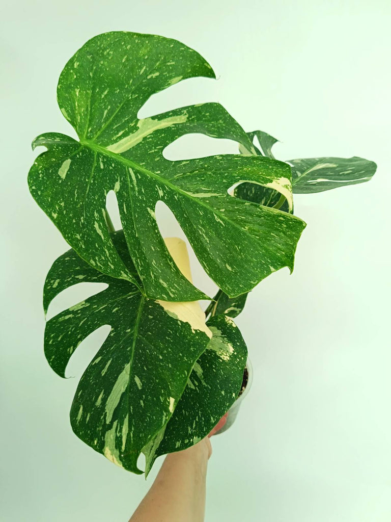 Monstera thai constellation