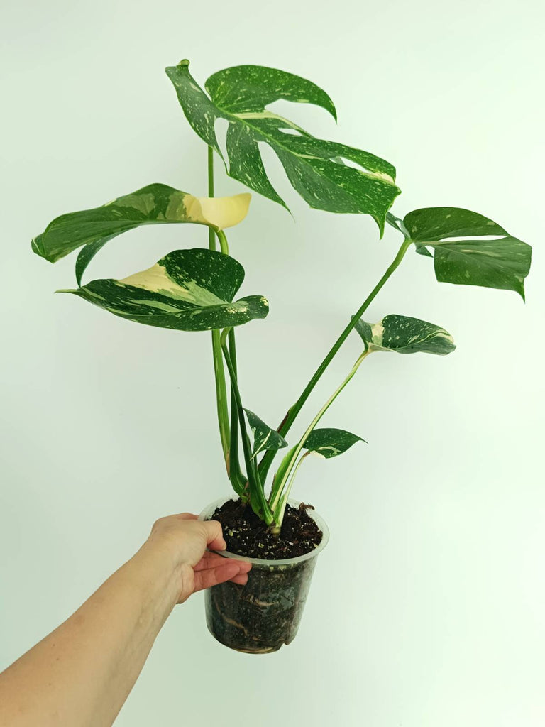 Monstera thai constellation