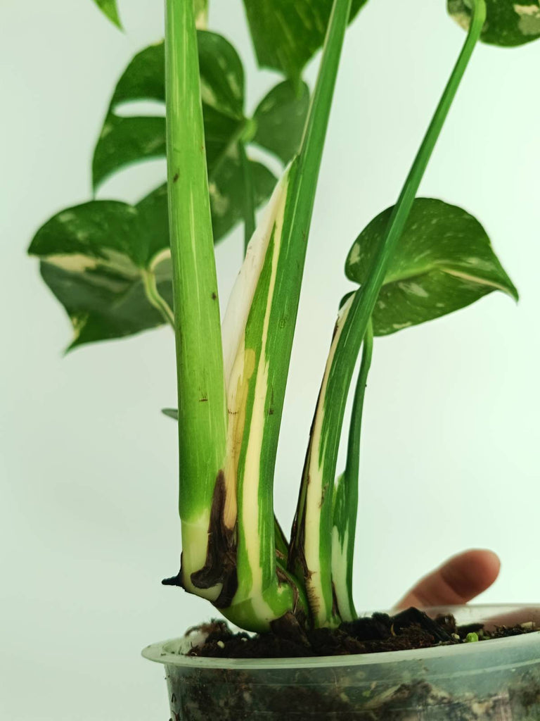 Monstera thai constellation