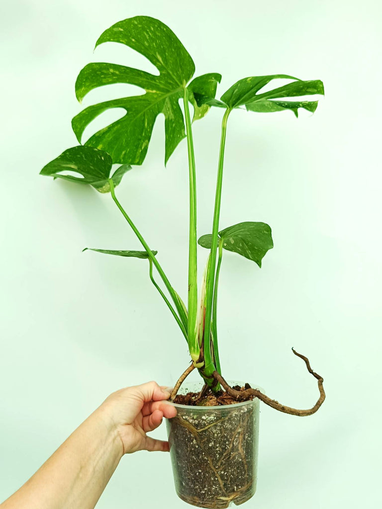Monstera thai constellation