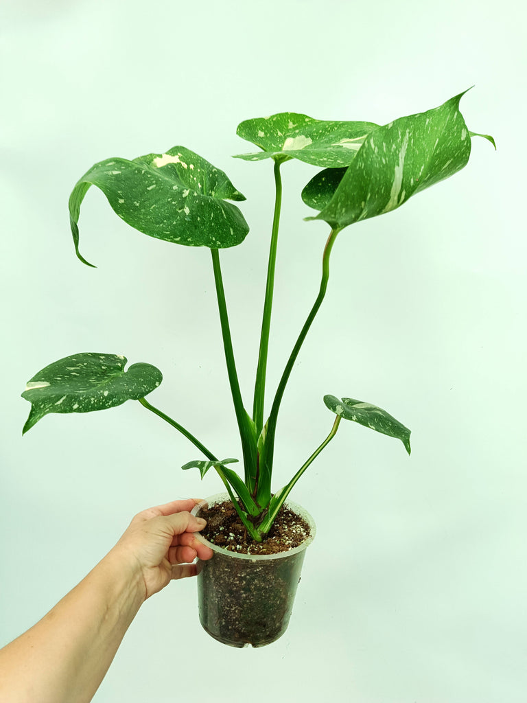 Monstera thai constellation