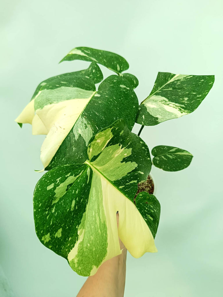 Monstera thai constellation