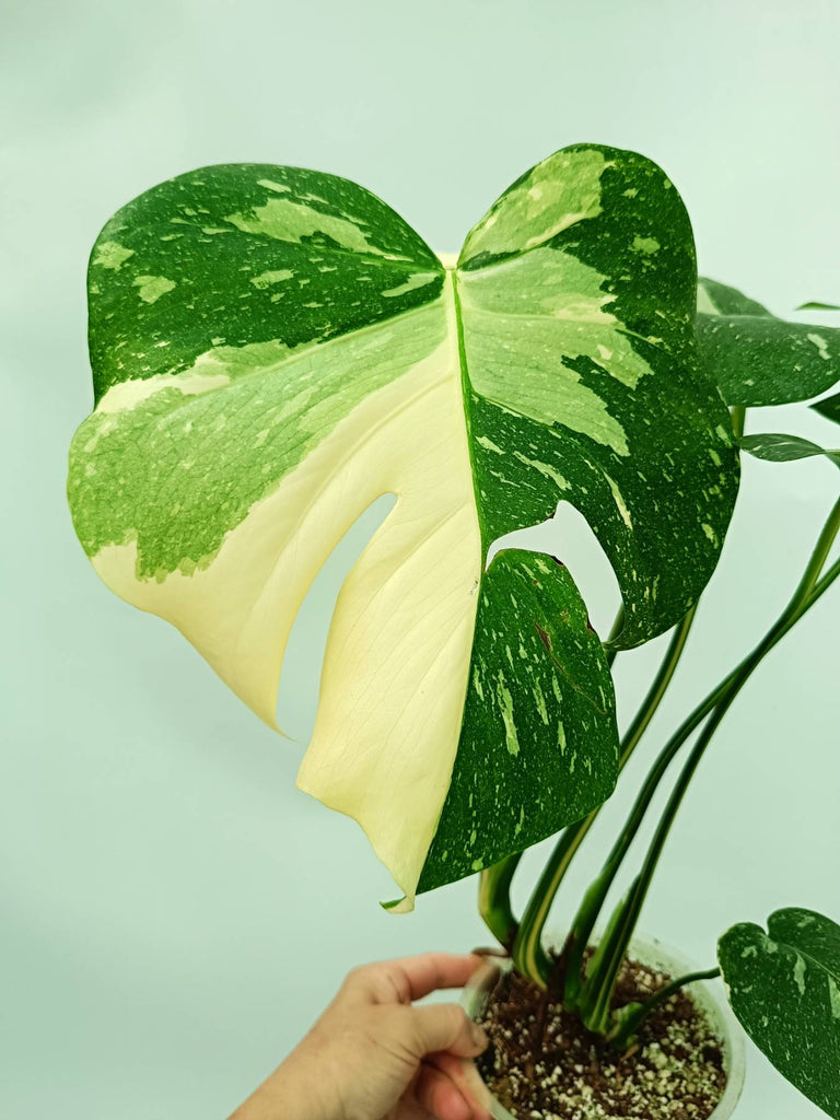Monstera thai constellation