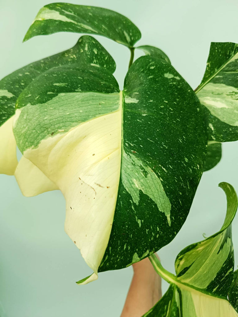 Monstera thai constellation