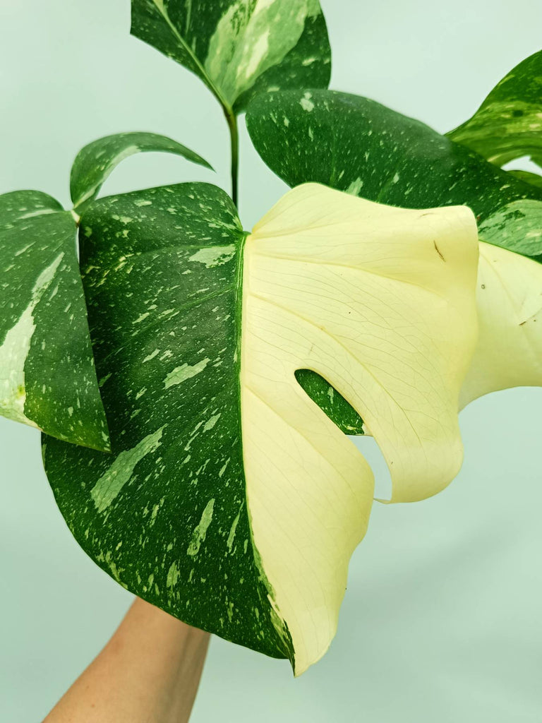 Monstera thai constellation