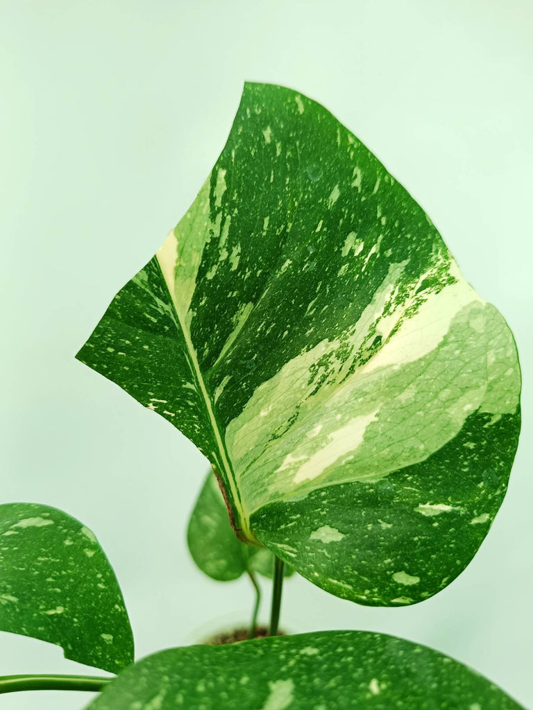 Monstera thai constellation