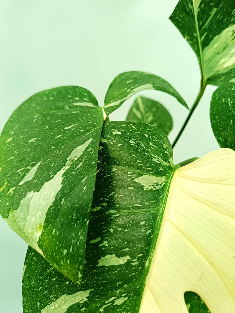 Monstera thai constellation