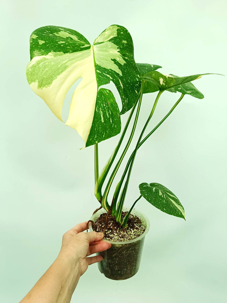 Monstera thai constellation