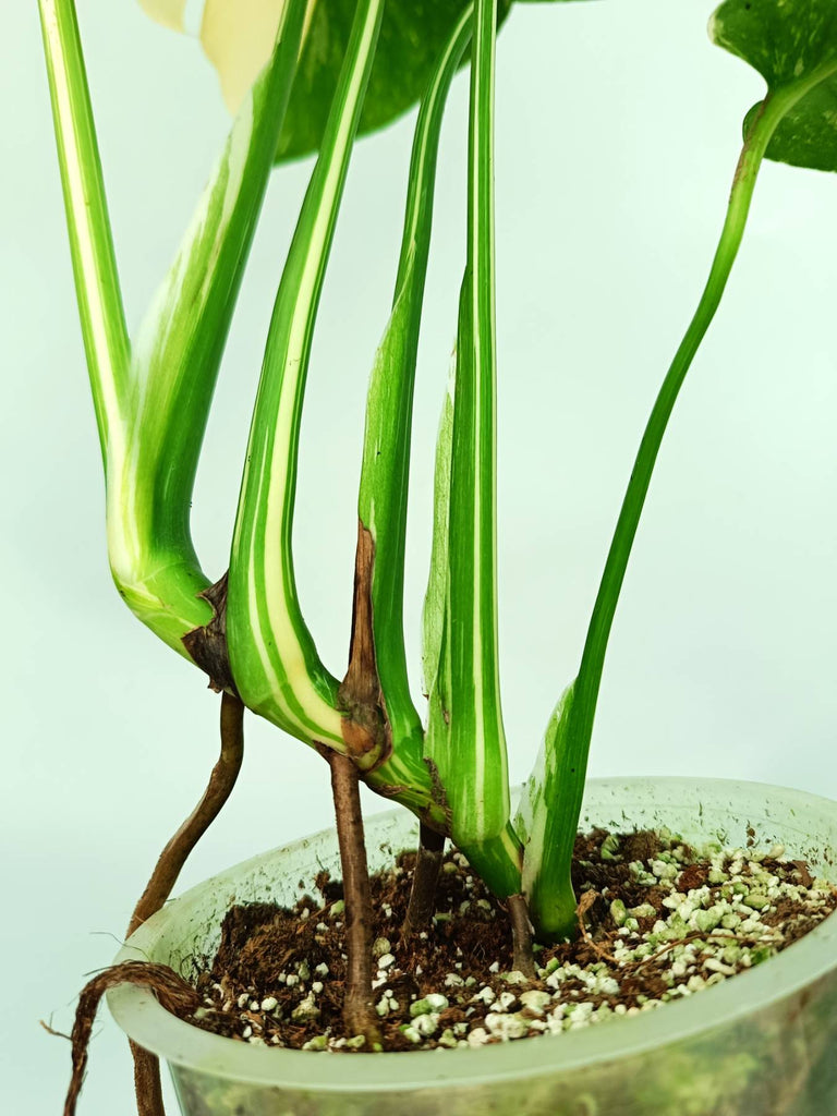 Monstera thai constellation
