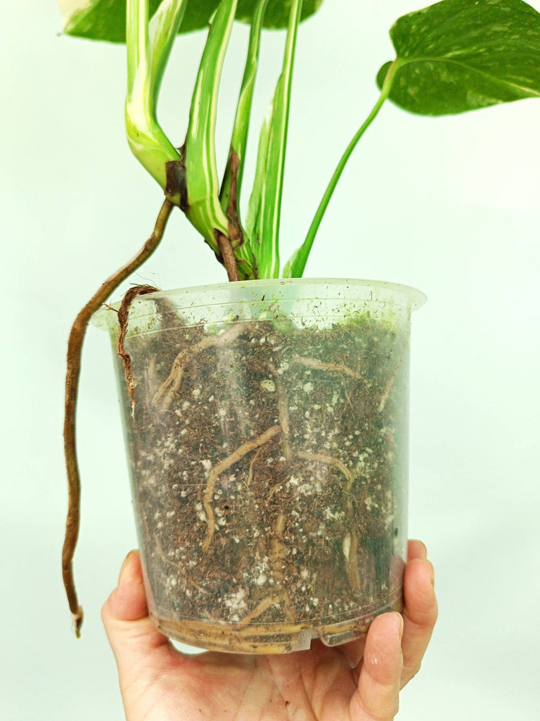 Monstera thai constellation