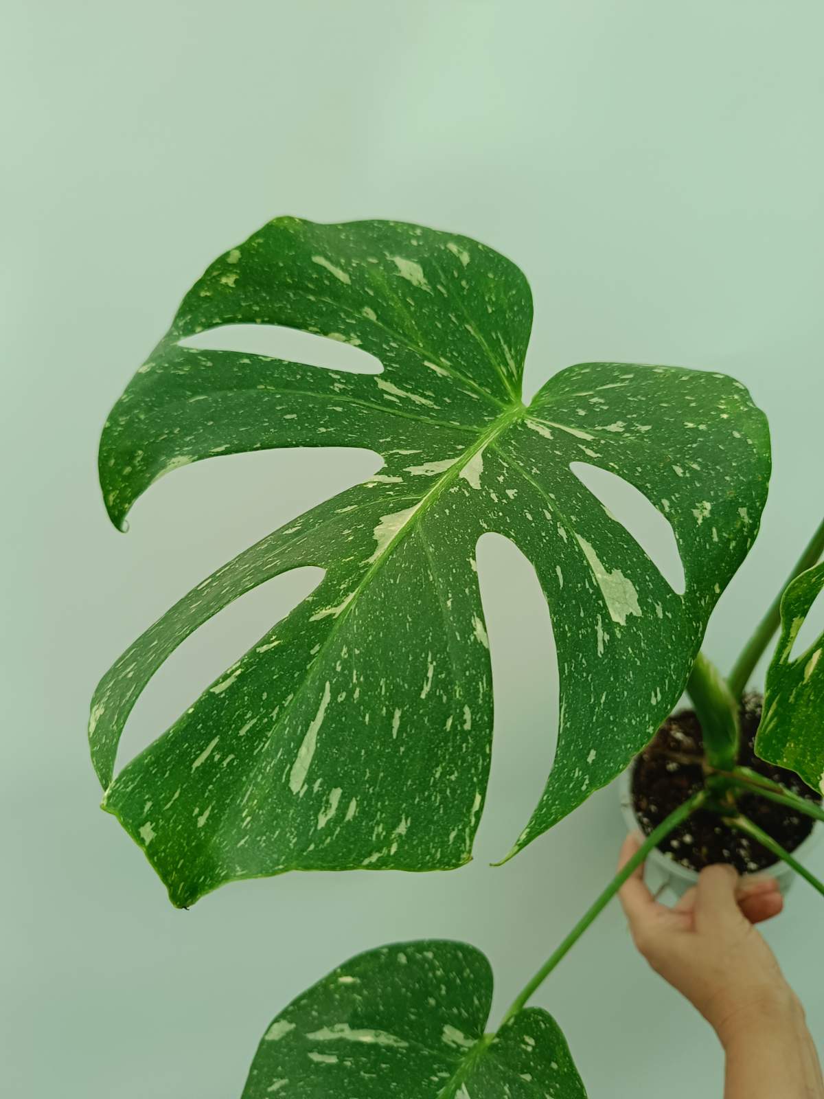 Monstera thai constellation 