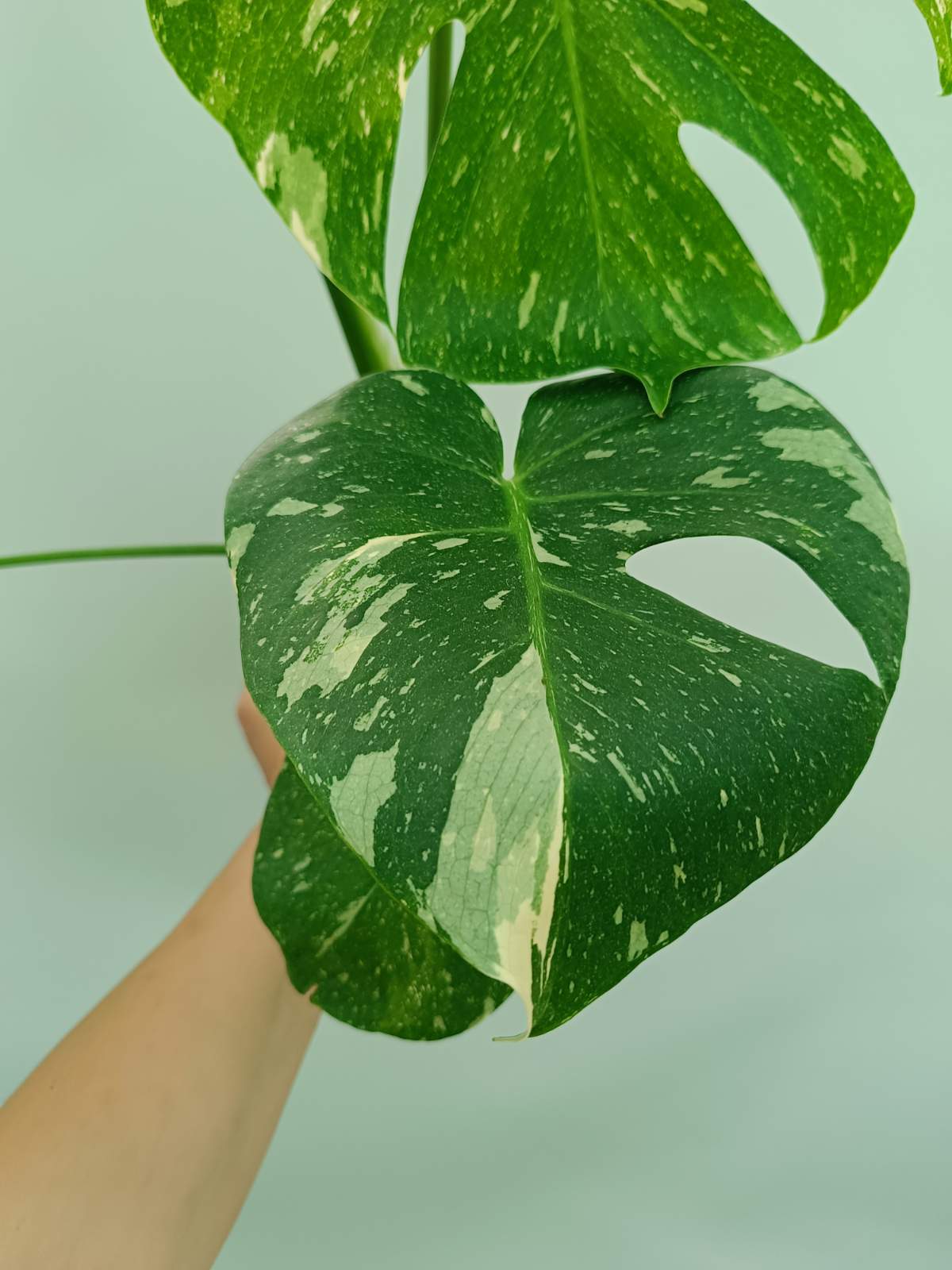 Monstera thai constellation 