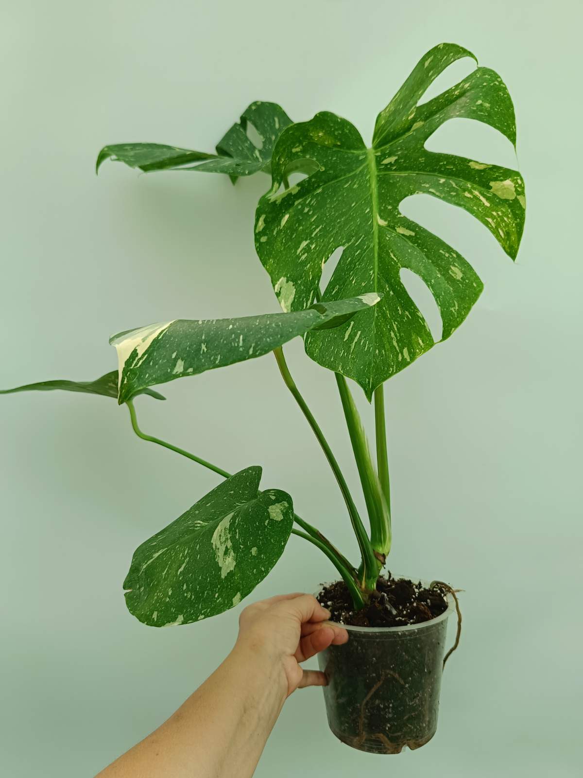 Monstera thai constellation 